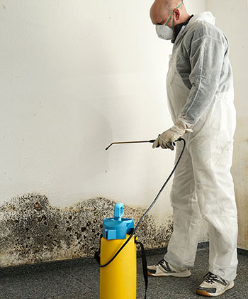 mold removal companies new jersey